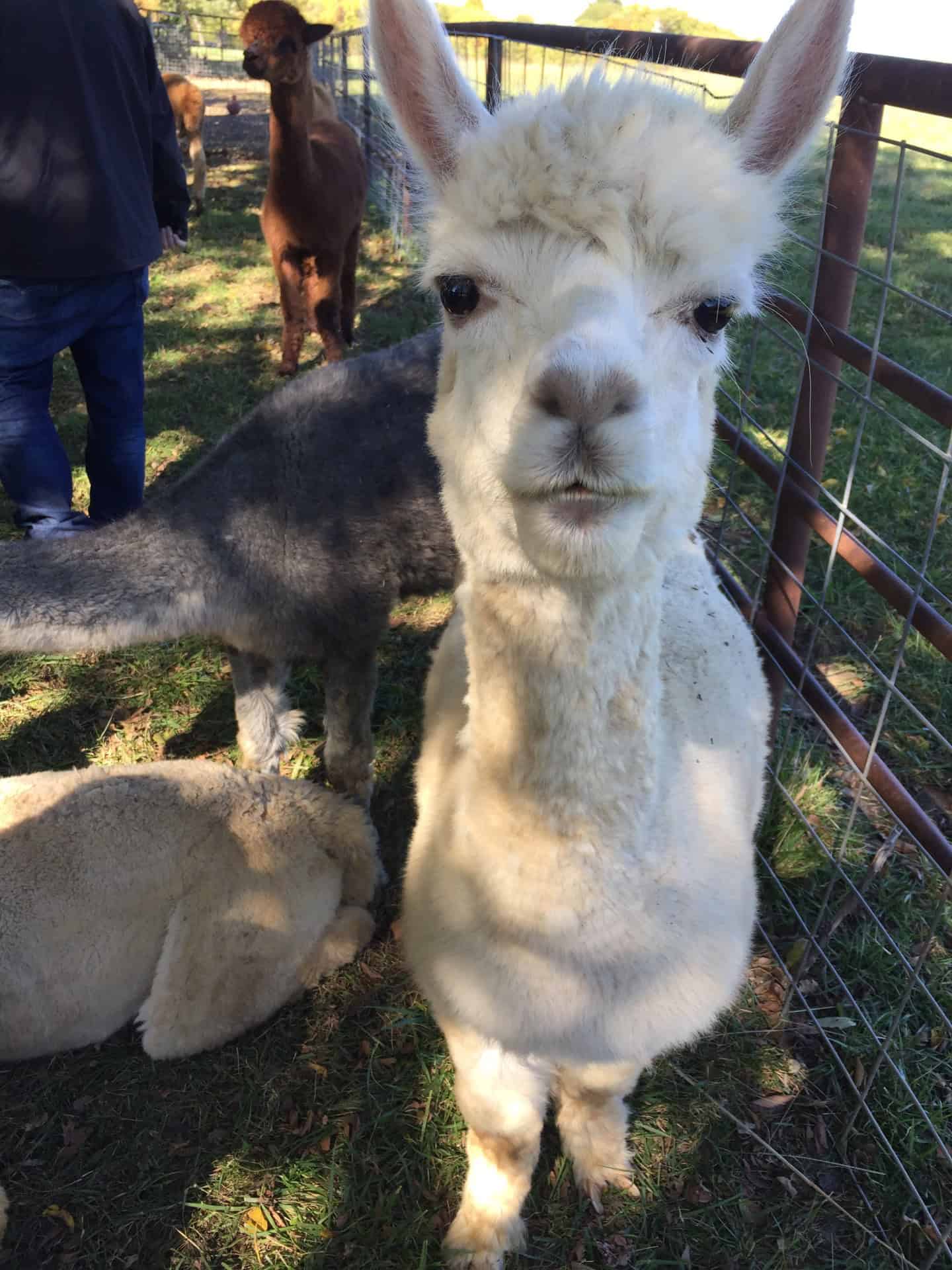 alpaca miami county farm tour kc