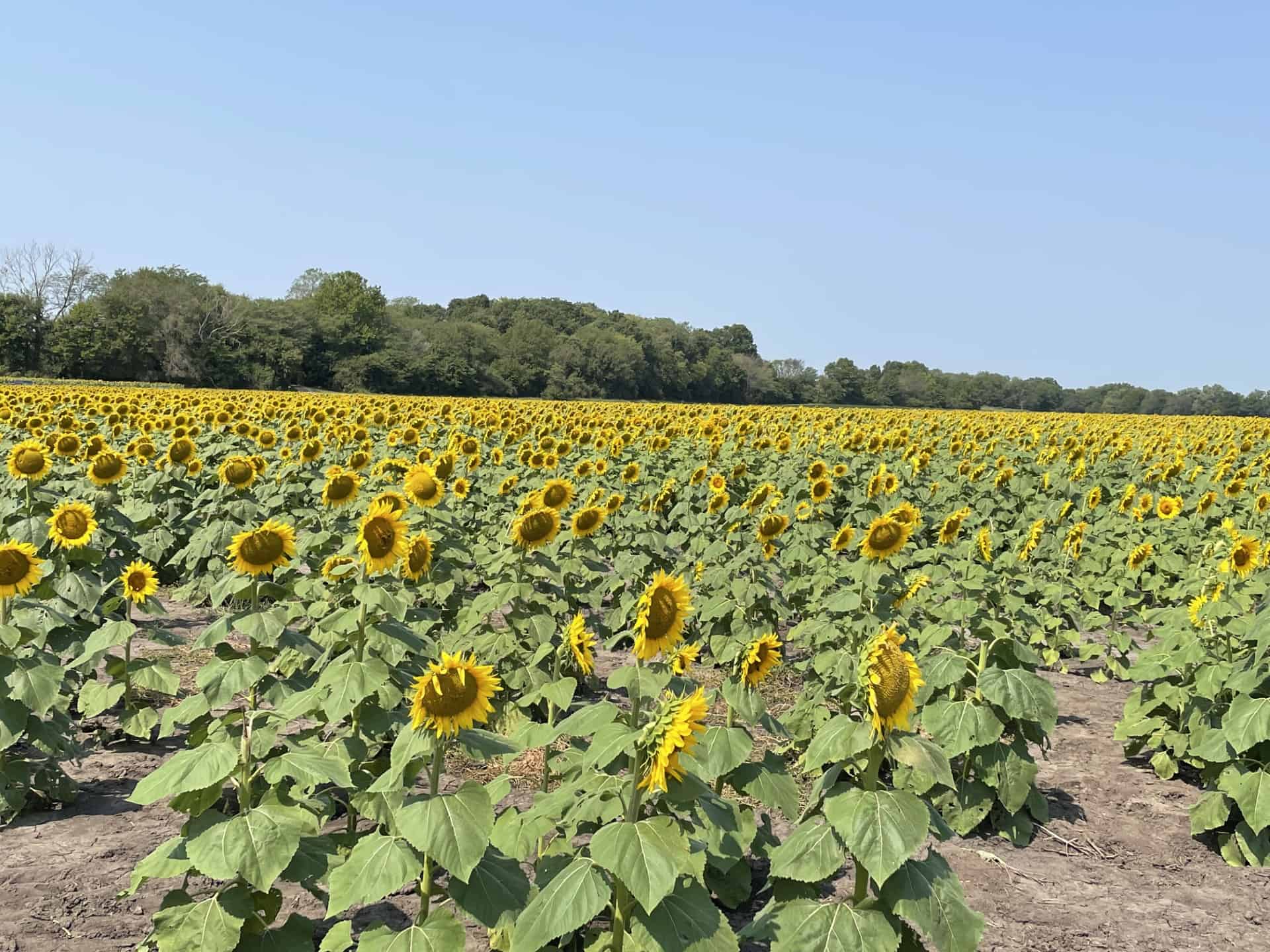 Grinter Farms Sunflower Fields
