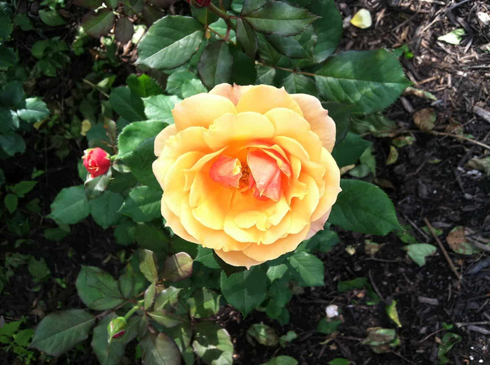 Bright yellow garden rose blooming among green foliage and dark soil.