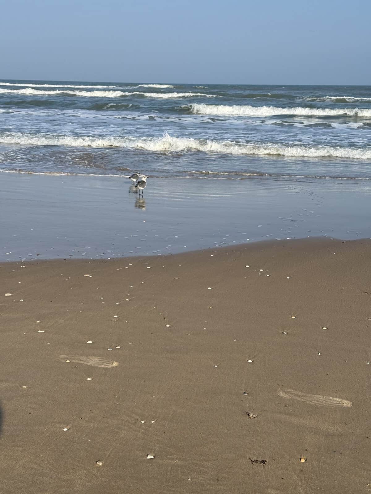Seashells scattered along the beach in South Padre Island shoreline