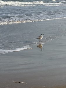 Seagull standing in shallow water along South Padre Island beach at low tide