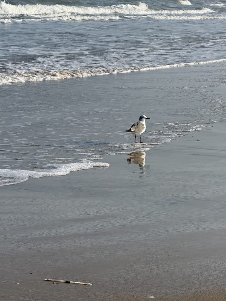 Seagull standing in shallow water along South Padre Island beach at low tide