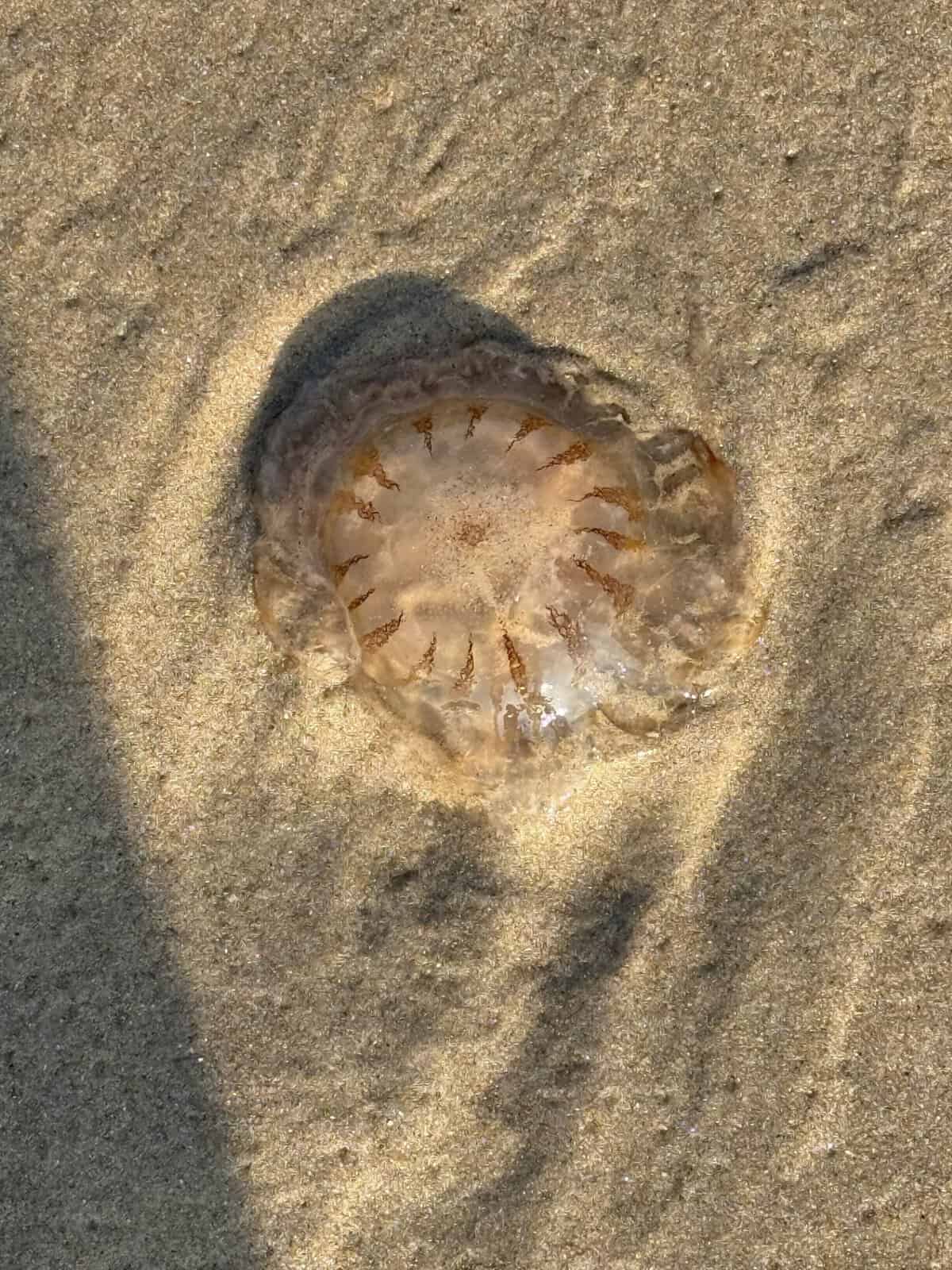 Jellyfish washed up on sandy beach in South Padre Island Texas