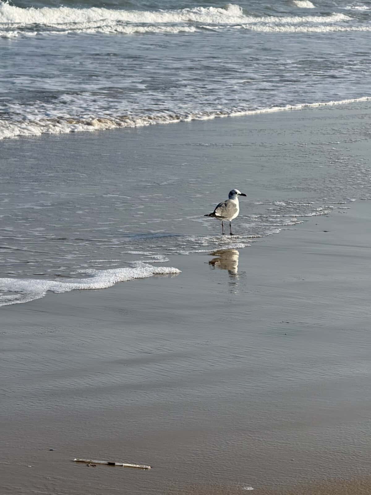 Seagull standing in shallow water along South Padre Island beach at low tide