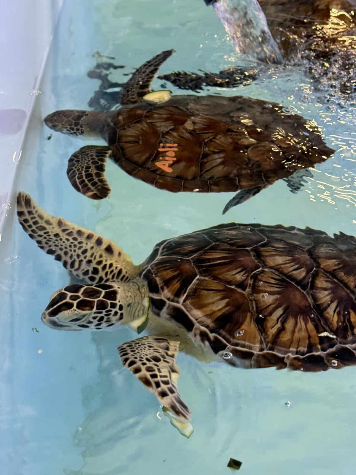 Sea turtles swimming in rehabilitation tank at South Padre Island conservation center