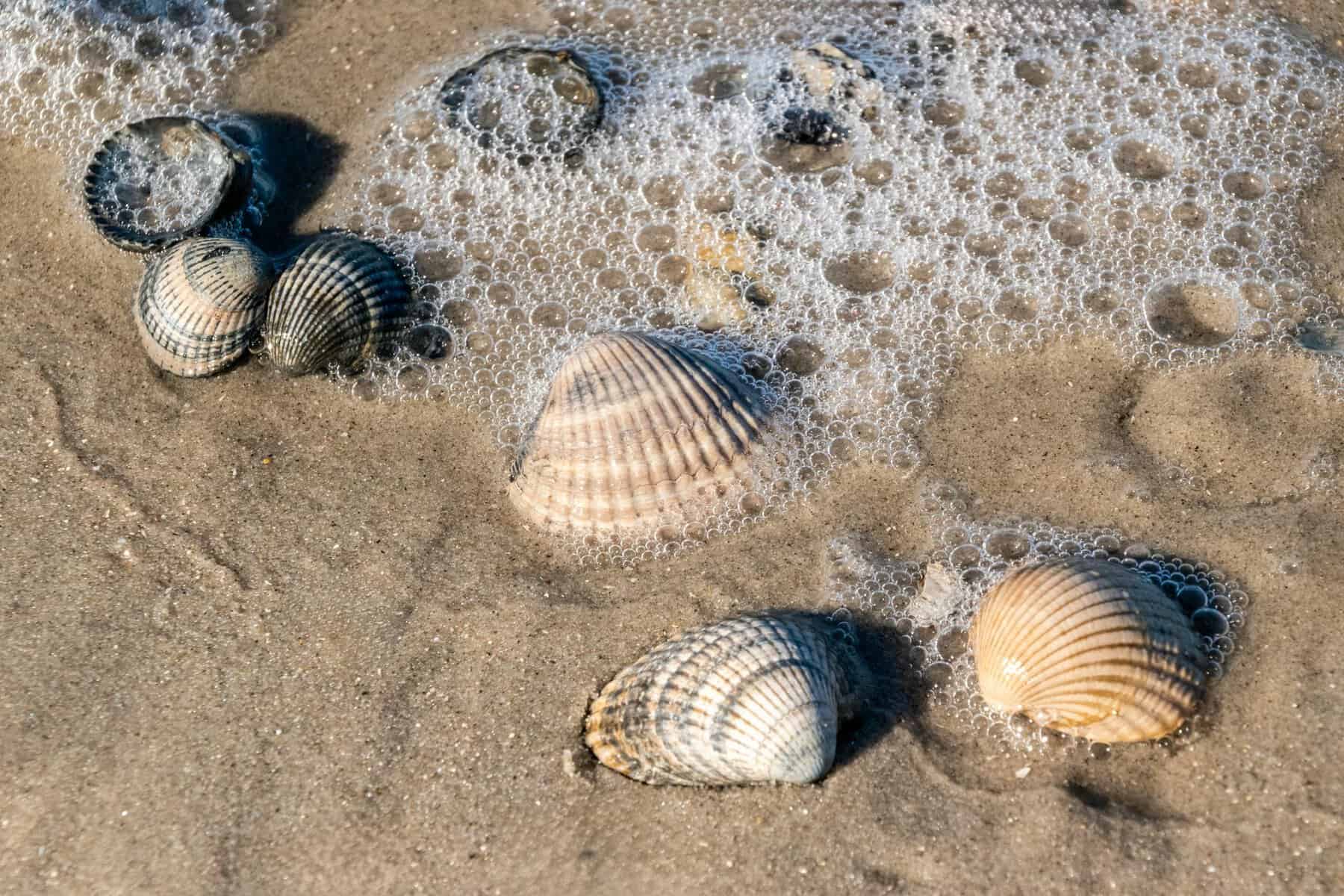 A close-up of seashells on a sandy beach with ocean foam, capturing a tranquil coastal scene.