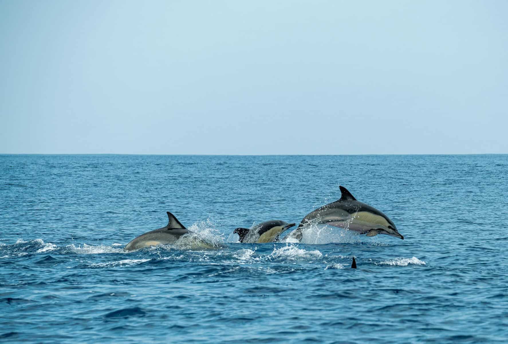 A group of dolphins joyfully leaping through the ocean waves under a clear blue sky.