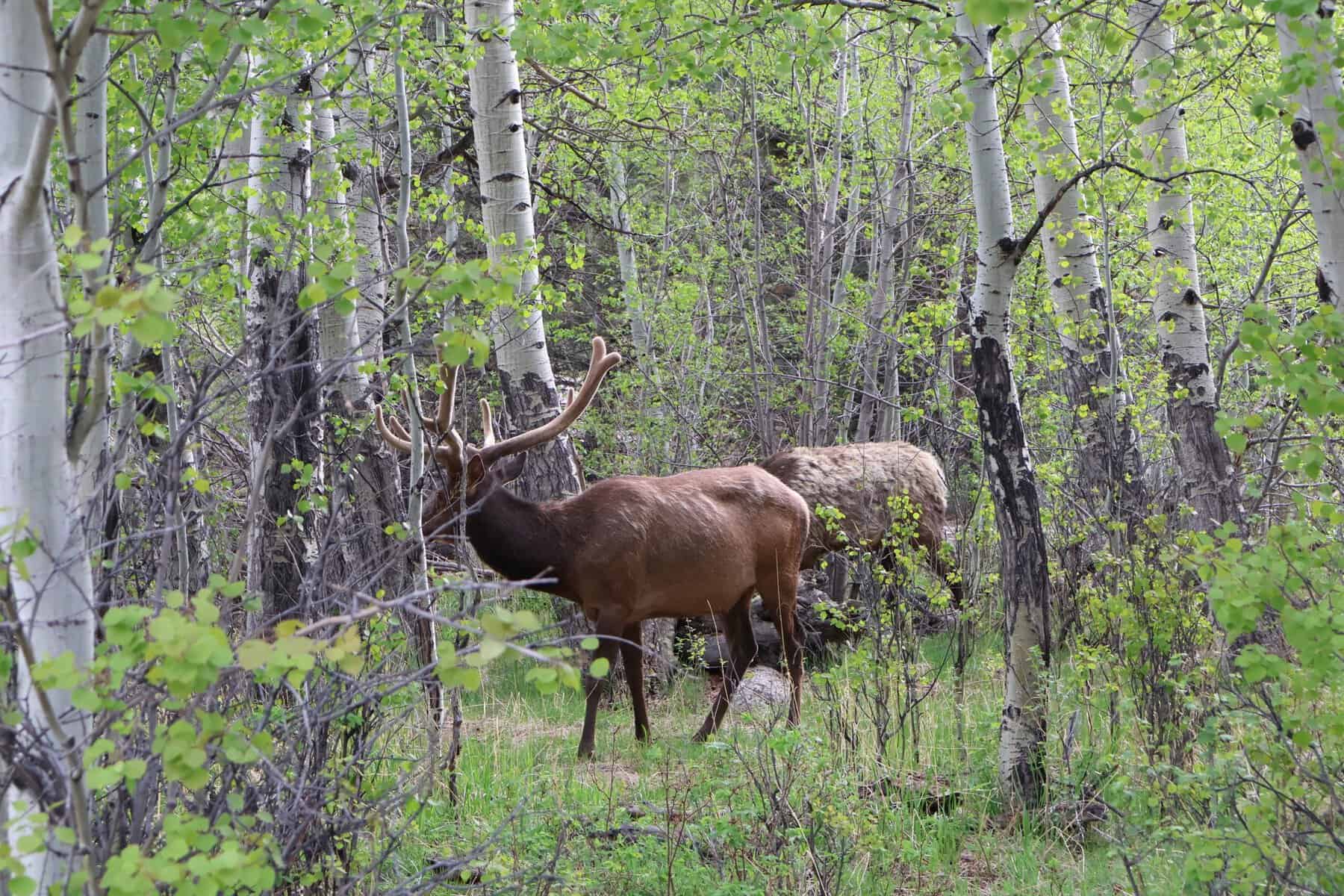 Bull elk walking through an aspen grove in Rocky Mountain National Park near Estes Park, Colorado.