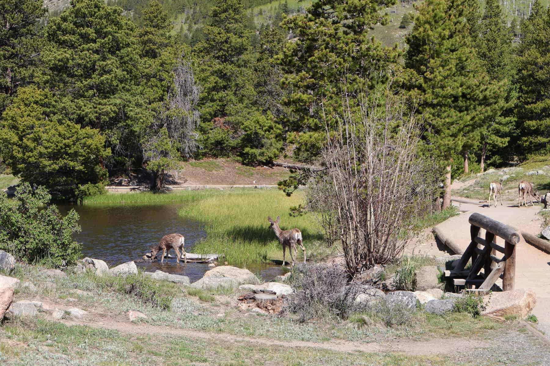 Mule deer grazing beside Sprague Lake in Rocky Mountain National Park near Estes Park.