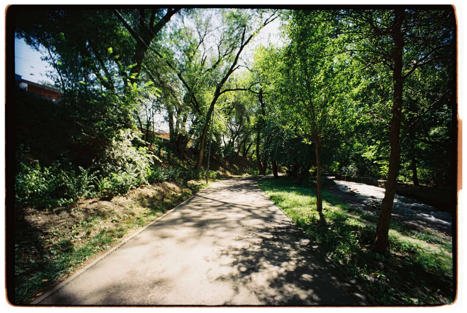 A tranquil pathway surrounded by lush green trees in a sunlit forest setting.