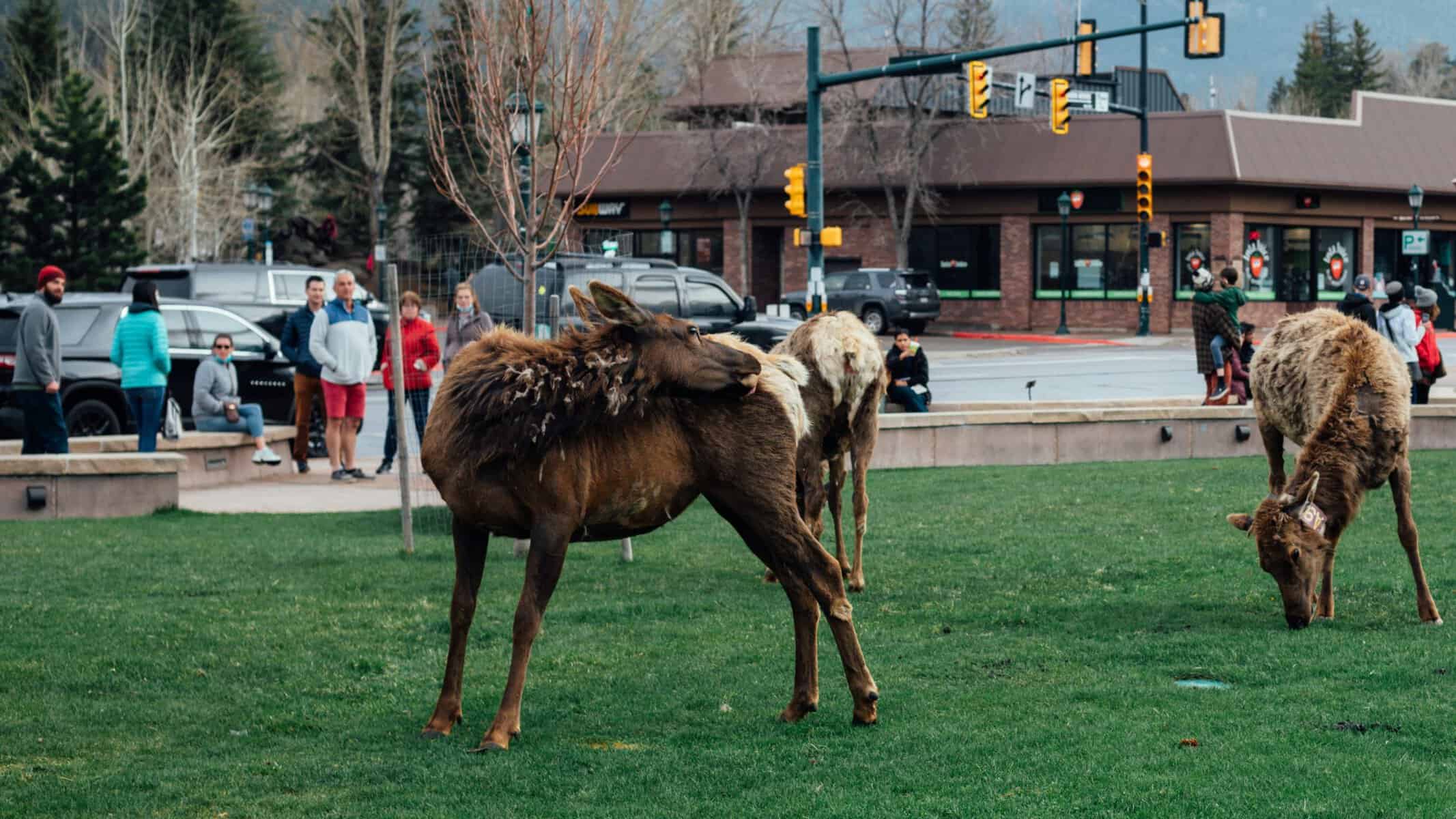 Elk grazing near the Riverwalk in downtown Estes Park.