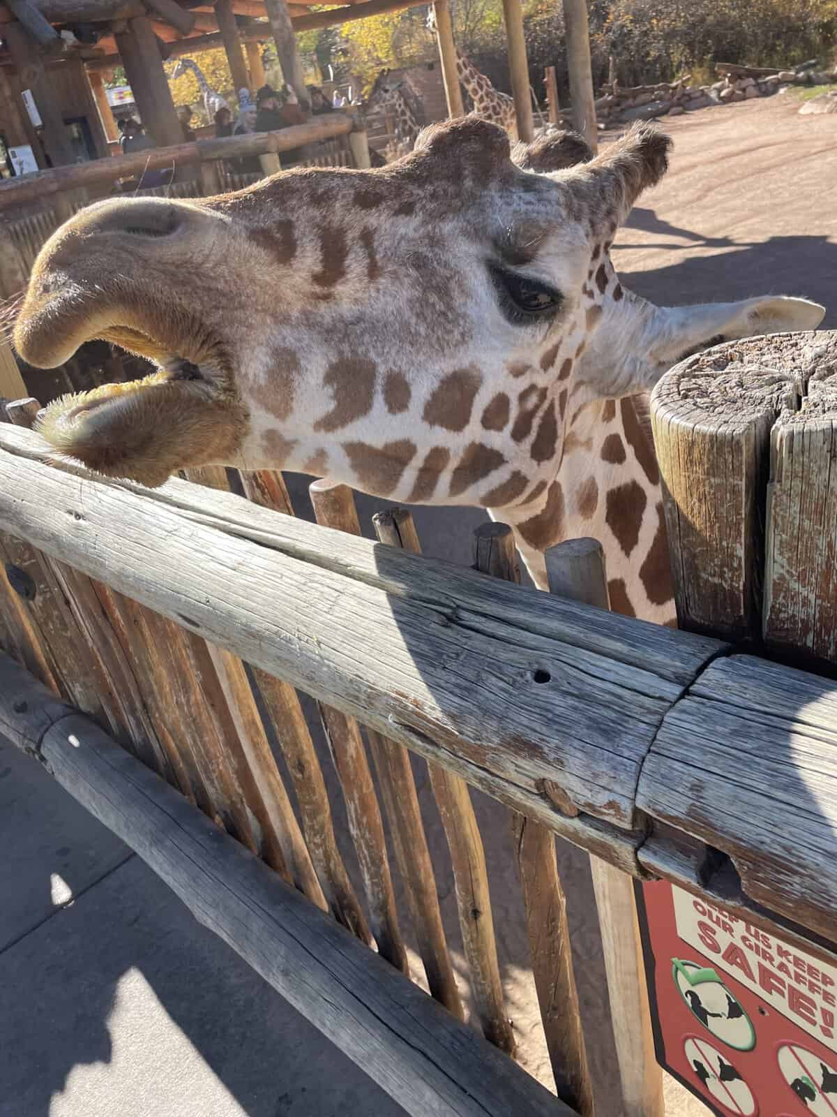 Close-up of a giraffe at Cheyenne Mountain Zoo in Colorado Springs, Colorado.