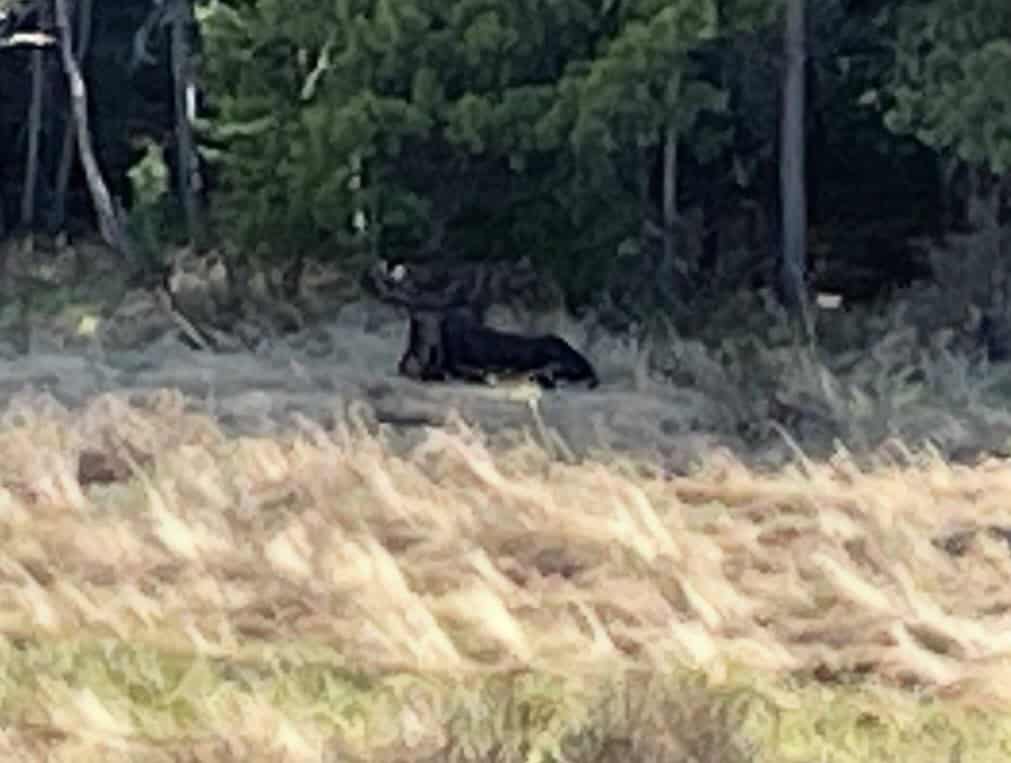 Moose resting in Rocky Mountain National Park near Estes Park.