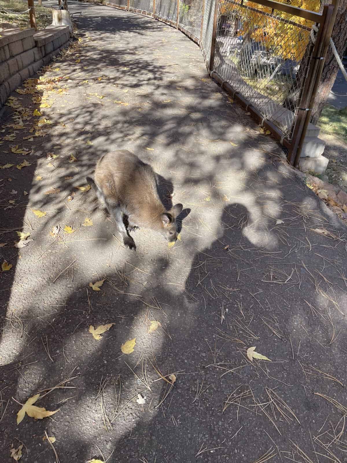 Wallaby roaming freely in the Australia Walkabout exhibit at Cheyenne Mountain Zoo in Colorado Springs during the fall.