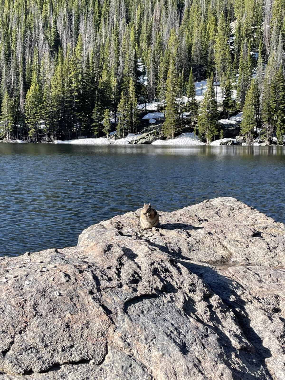 Chipmunk sitting on a rock beside a mountain lake in Rocky Mountain National Park