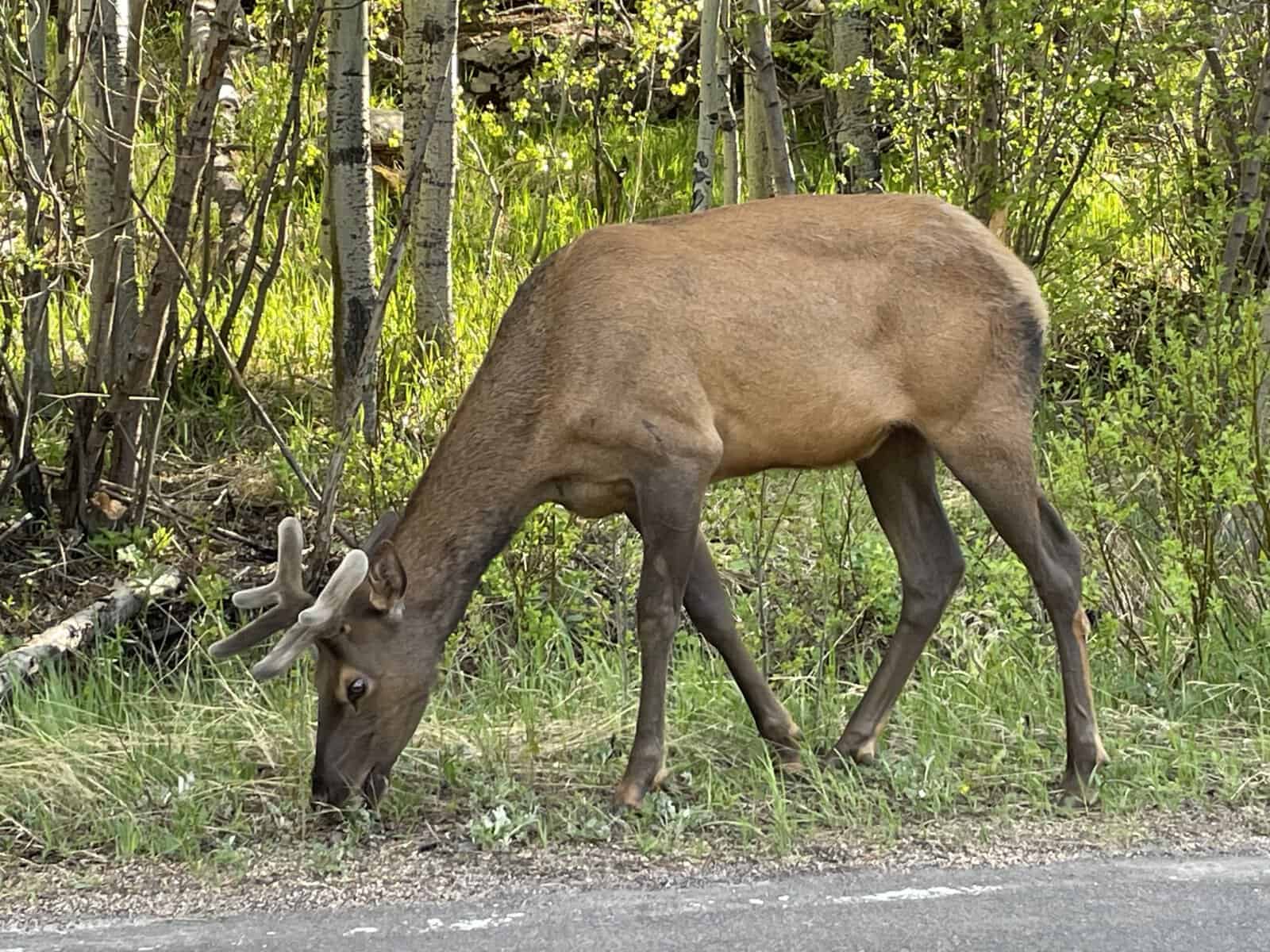 Bull elk grazing along the roadside in Rocky Mountain National Park