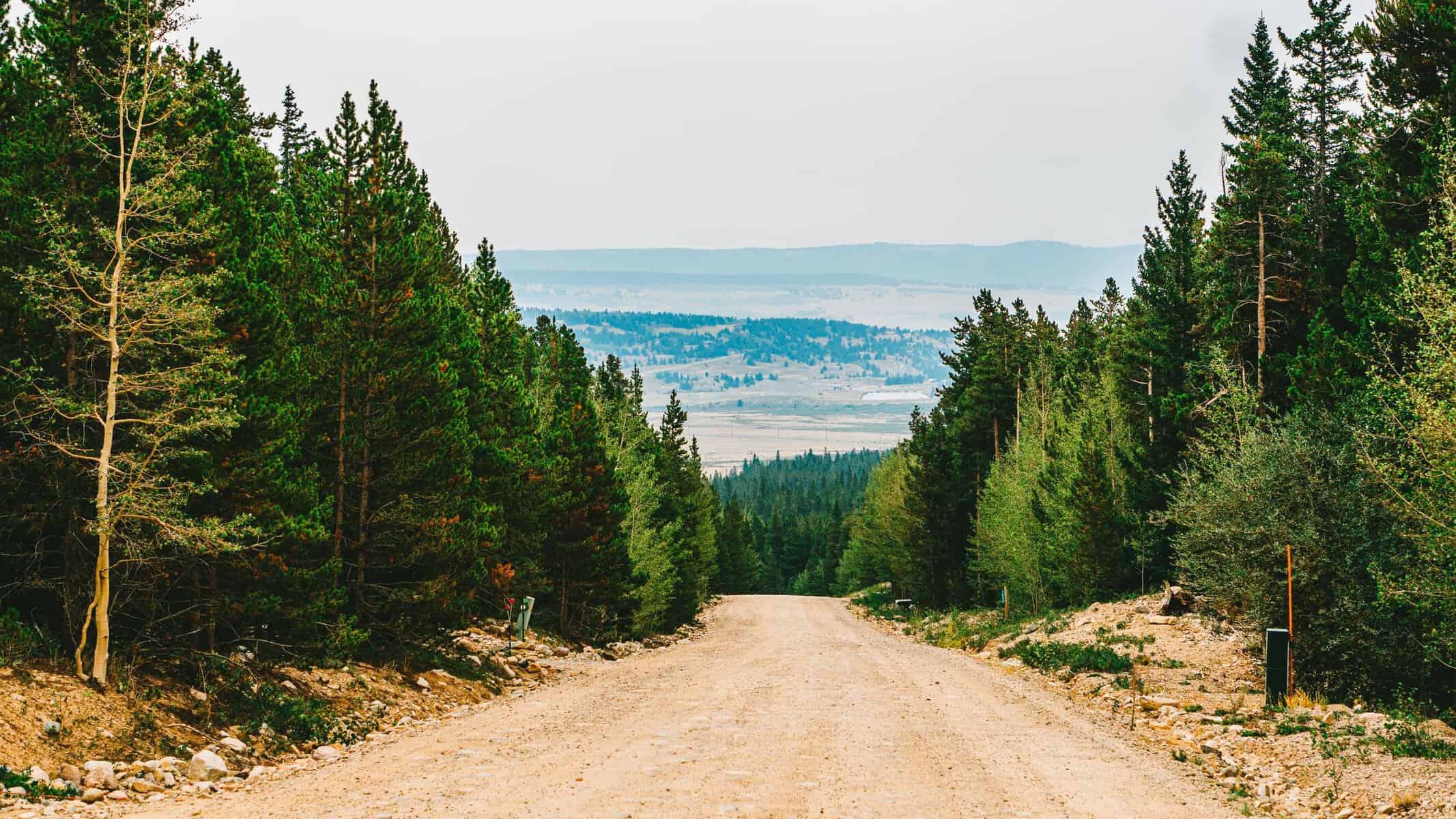 Elevated dirt road surrounded by dense evergreen forest with distant hilly landscape.