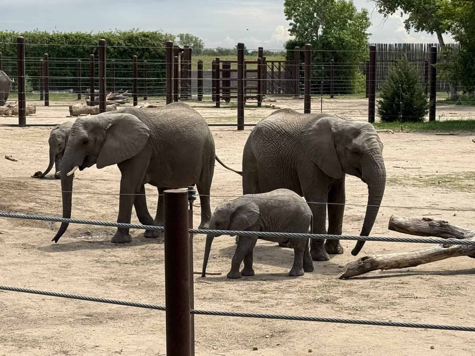 Baby African elephant with adult elephants at the Sedgwick County Zoo in Wichita